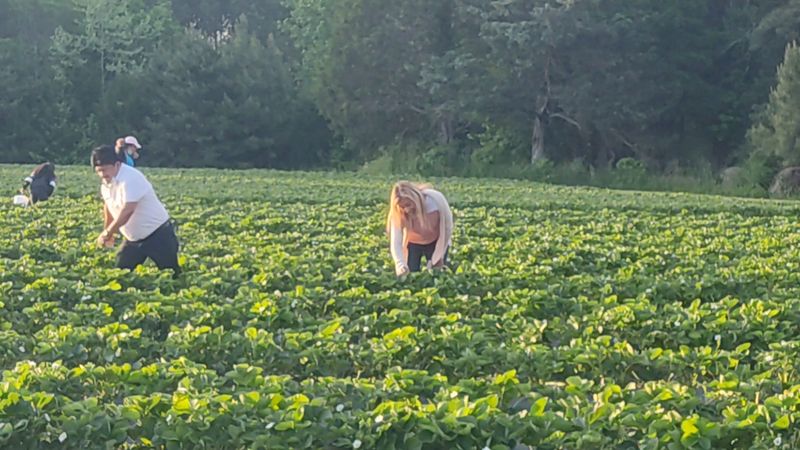 Eno River Farm: The Strawberry Destination
