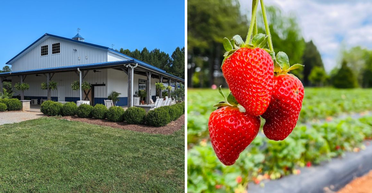 This North Carolina Strawberry Farm Pairs Pick Your Own Berries With One Of The States Prettiest Nearby Hikes - Decor Hint