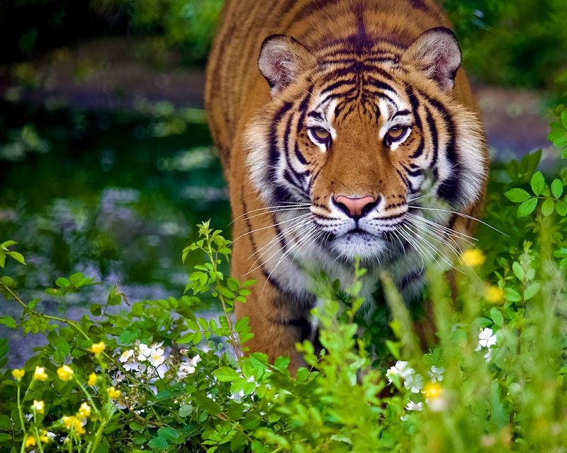 See rescued lions and tigers up close