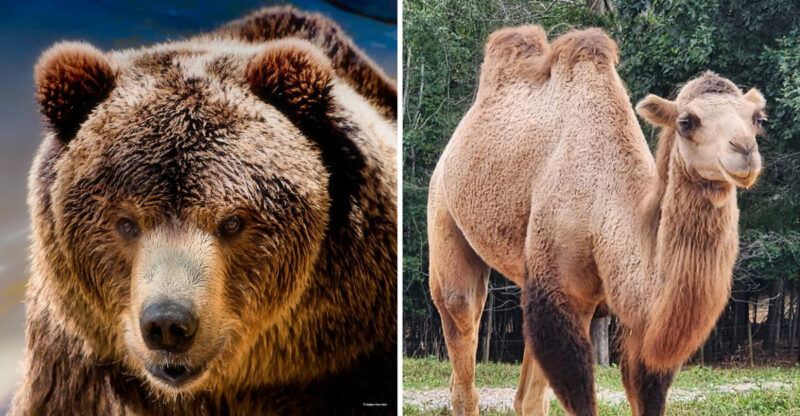 This North Georgia Sanctuary Lets You Get Up Close With Rescued Lions And Tigers