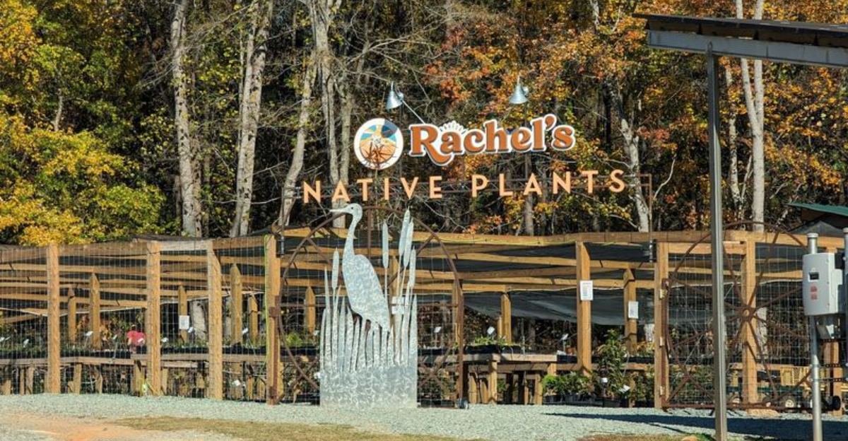 This Pittsboro Nursery Makes Native North Carolina Plants The Whole Point - Decor Hint