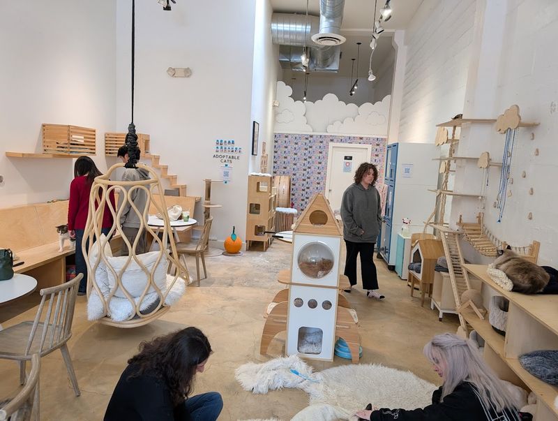 KitTea Was One Of The First Cat Lounges In The United States