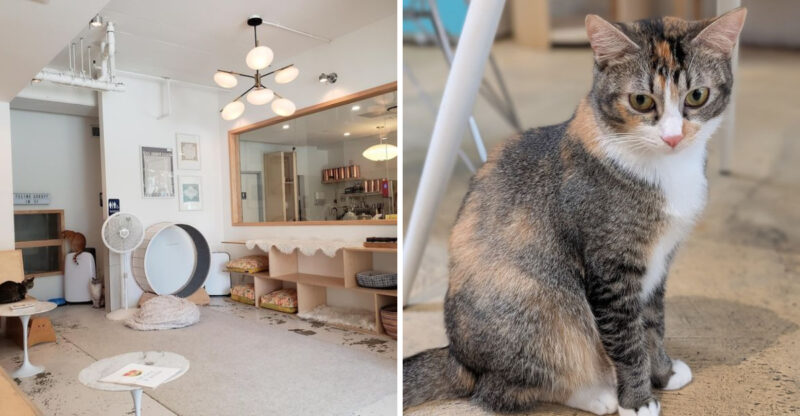 This Tiny Cat Cafe In California Is An Unforgettable Encounter With Charming Felines You Can Adopt