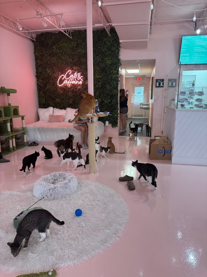 Tampa's First Cat Cafe With A Real Mission