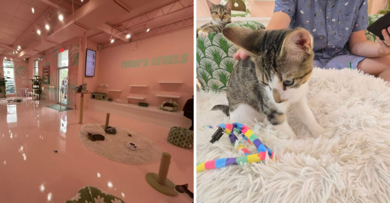 This Unique Florida Coffee Spot Is Full Of Rescue Cats That Keep Guests Coming Back
