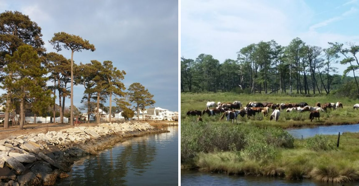 This Virginia Oyster Village Still Relies On Oyster Beds That Go Back Generations - Decor Hint