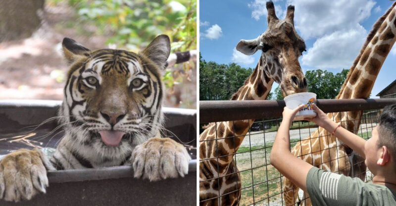 This Wild North Carolina Road Trip Leads To 9 Safari-Style Animal Parks