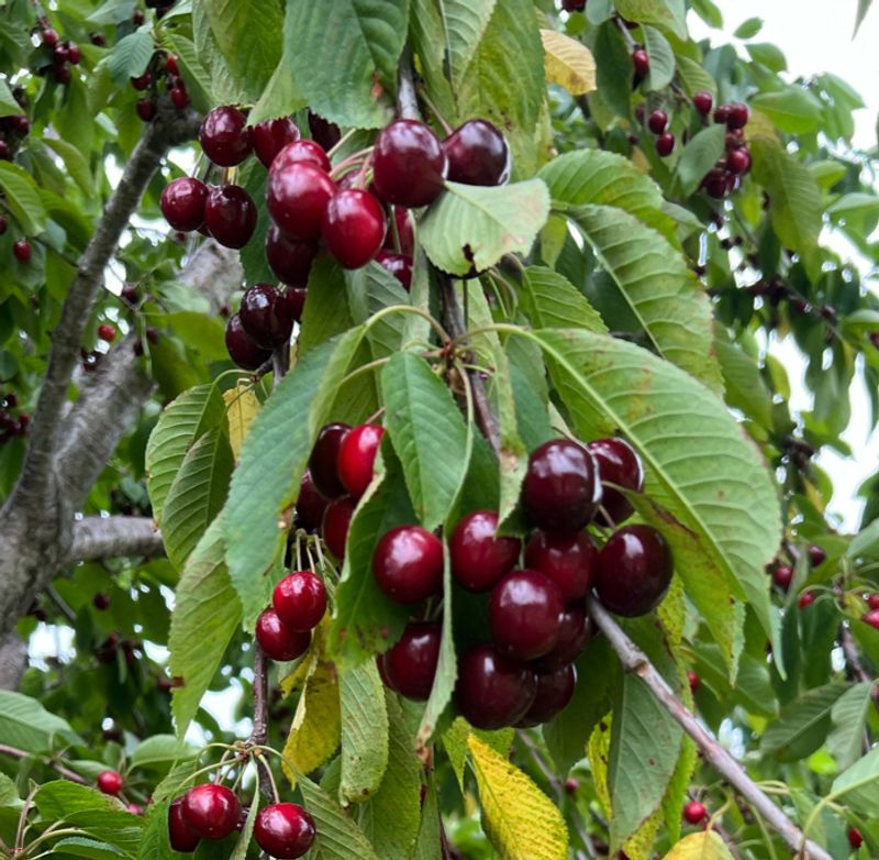 The Cherry Capital Of The Midwest