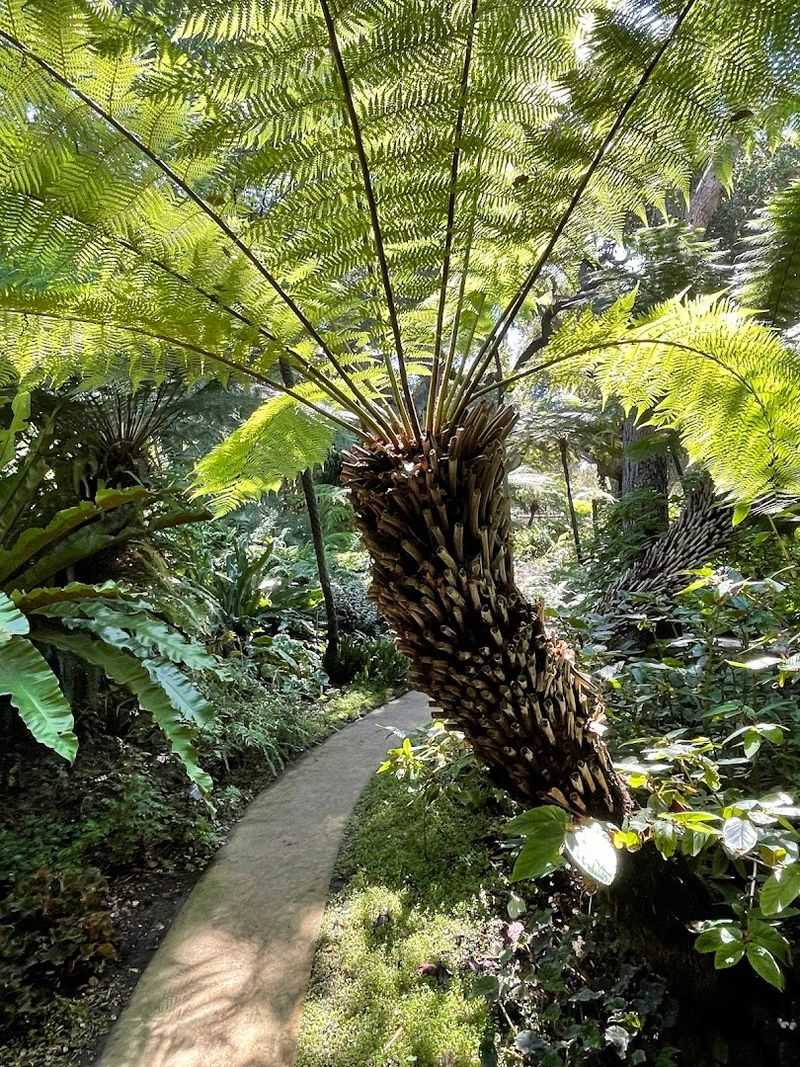 Famous Cycad Collection