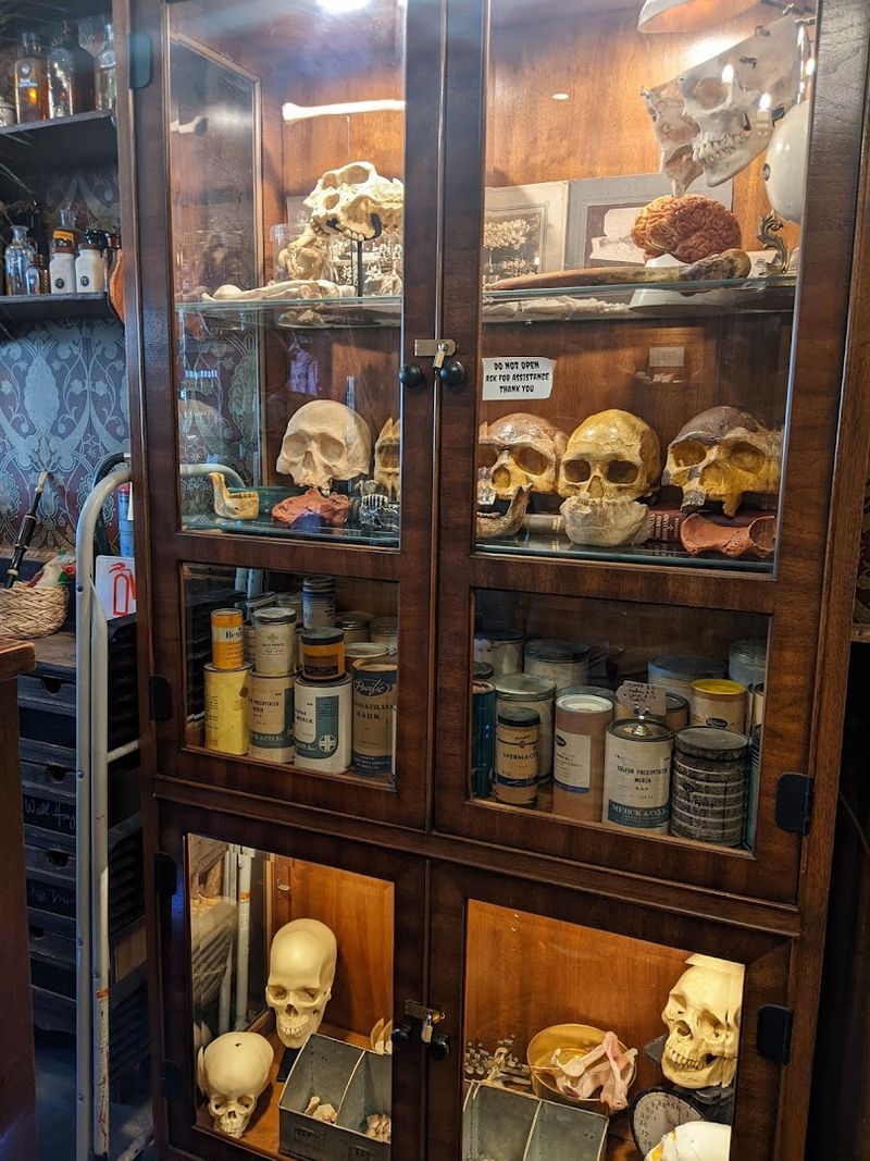 Taxidermy And Preserved Creatures That Belong In A Natural History Cabinet
