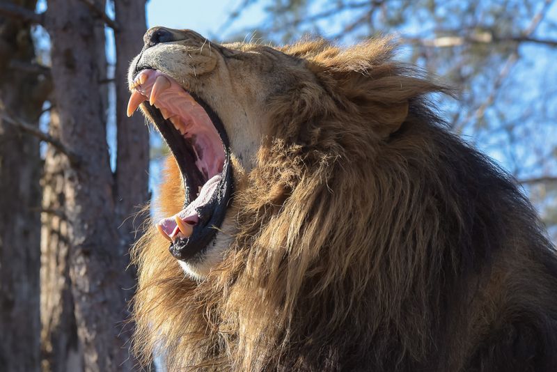 Animal Park At The Conservators Center