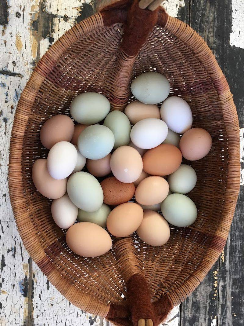 North Carolina Farms Where Egg Collecting Feels Like An Adventure - Decor Hint Laying Hen Farm, Hillsborough