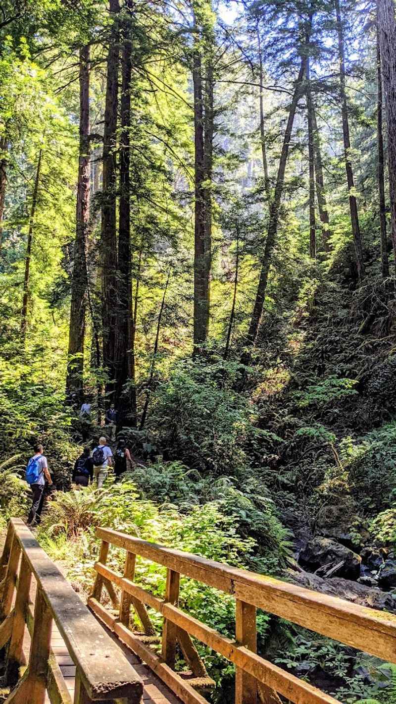 Dipsea Trail, Mill Valley to Stinson Beach