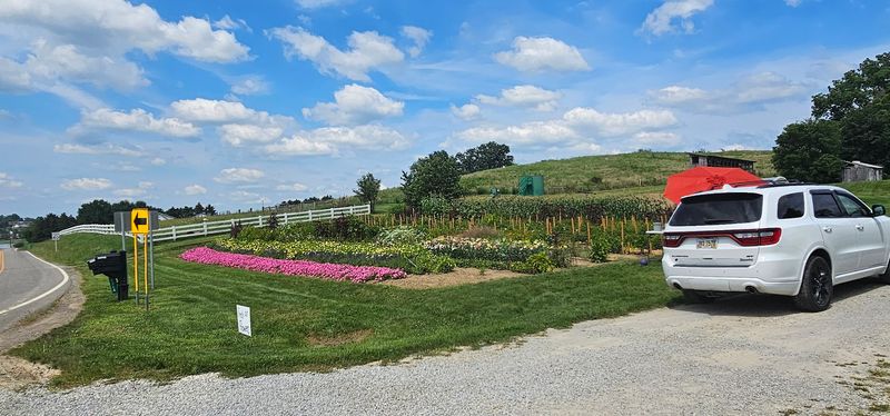 10 Unspoken Rules In Ohio Amish Towns That Visitors Keep Ignoring - Decor Hint Parking Like You Own The Lane