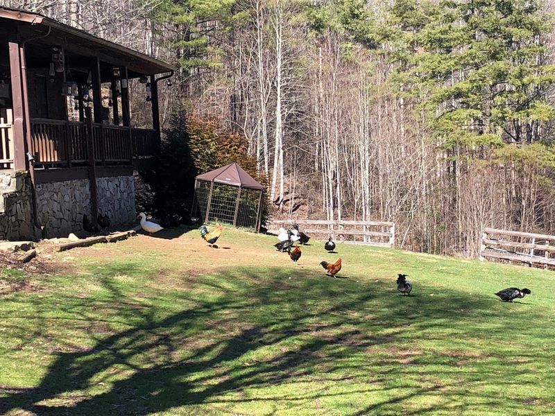 North Carolina Farms Where Egg Collecting Feels Like An Adventure - Decor Hint Emerald Gate Farm, Waynesville