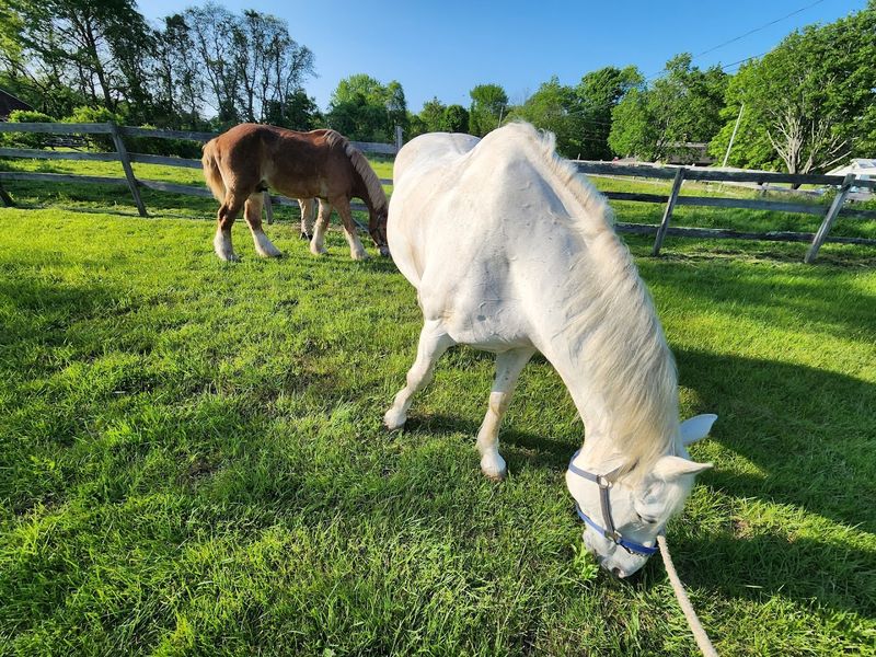 How To Plan Your Visit To Winter Brook Farm