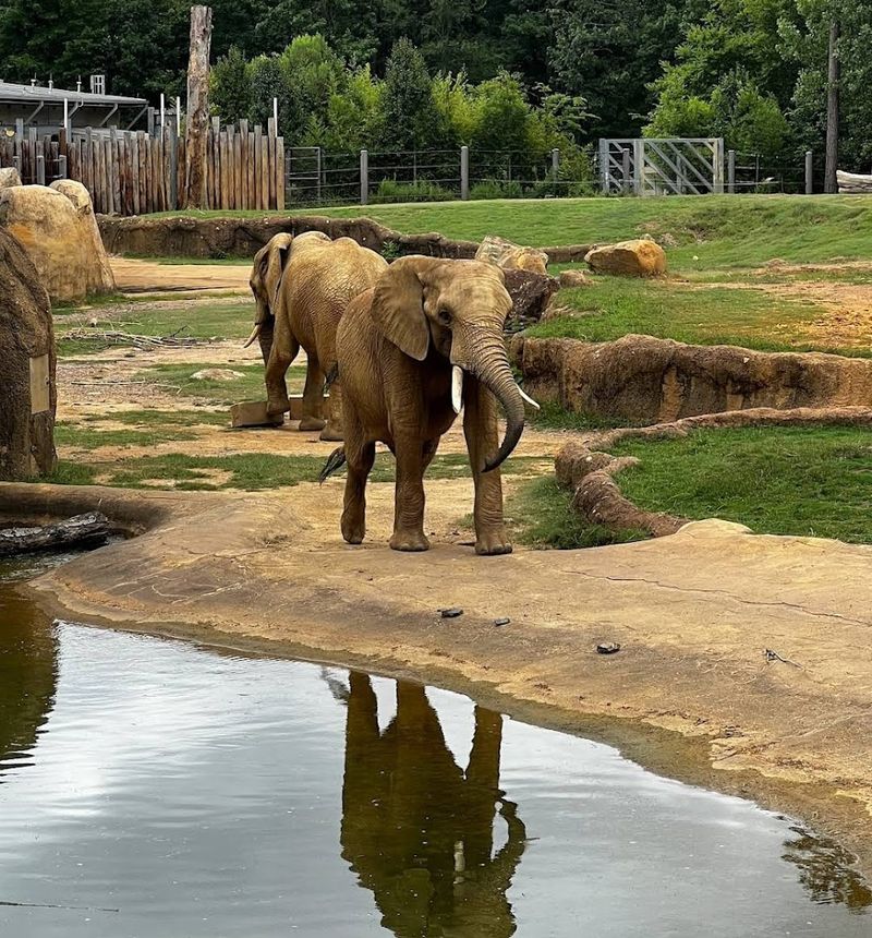Explore The Birmingham Zoo