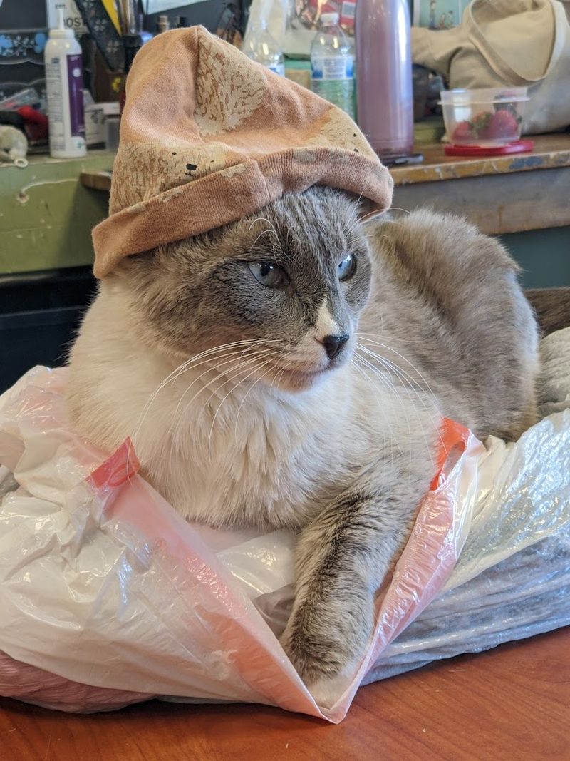 Resident Cats Roaming the Store Freely