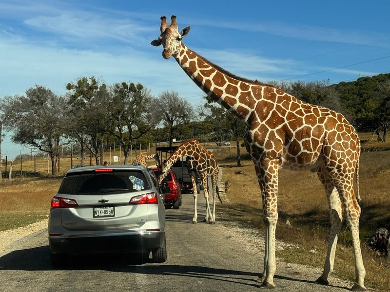 Glen Rose, Texas: Fossil Rim Wildlife Center