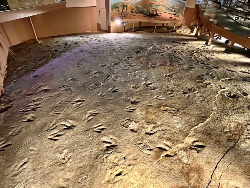 Discover One Of The Largest Dinosaur Track Sites In North America