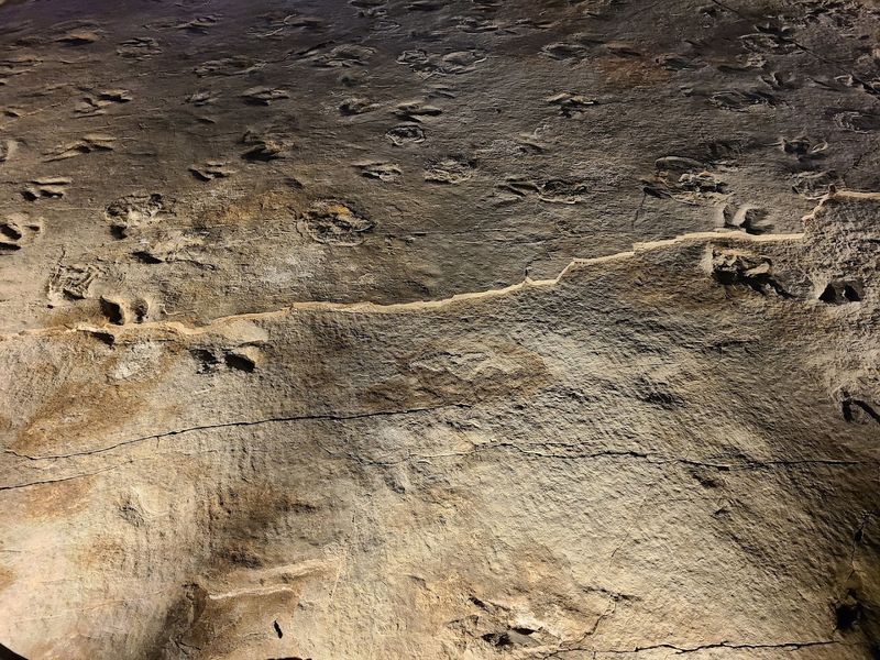 Seeing Real Jurassic Footprints Up Close