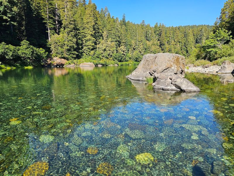 Old-Growth Redwoods Right On The Riverbank