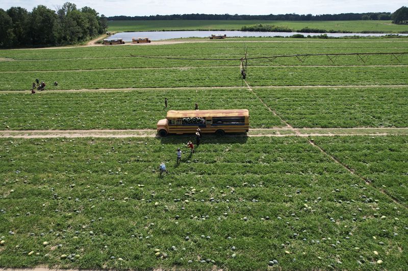 Seed Spitting Contest