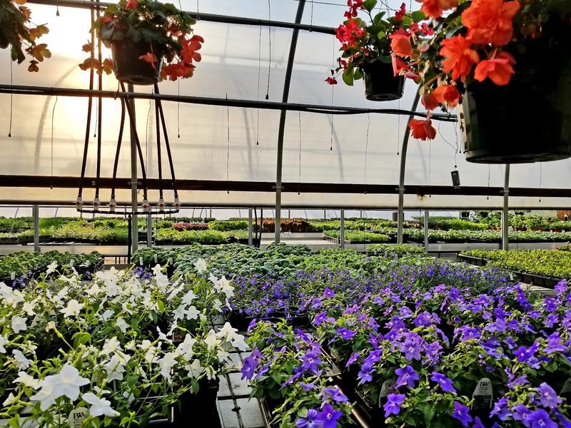 What You Will Find In The Greenhouses During Spring