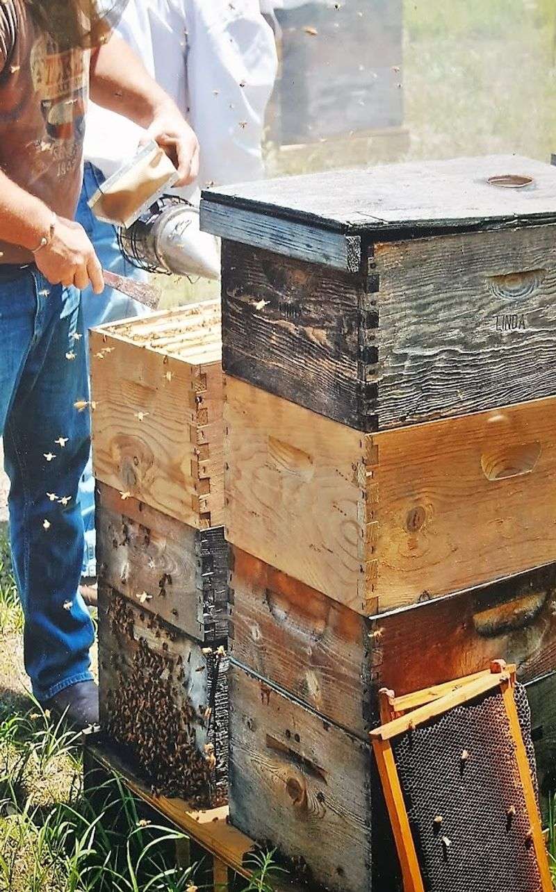 The Beekeepers Behind The Buzz