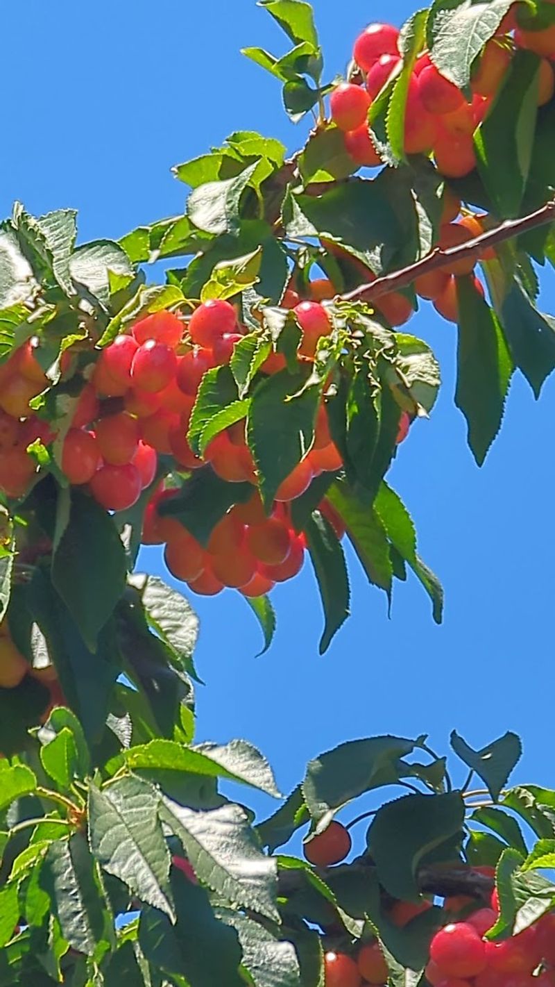 Bees, Honey, And The Secret To A Thriving Orchard