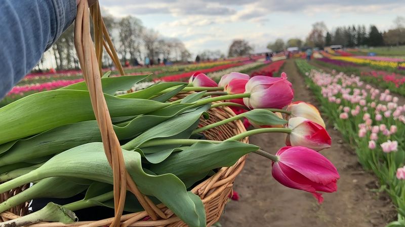 The Magic Of U-Pick Flower Fields