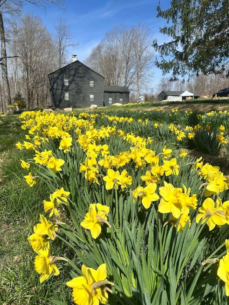 Where Halfinger Farms Is And Why The Drive Feels Worth It