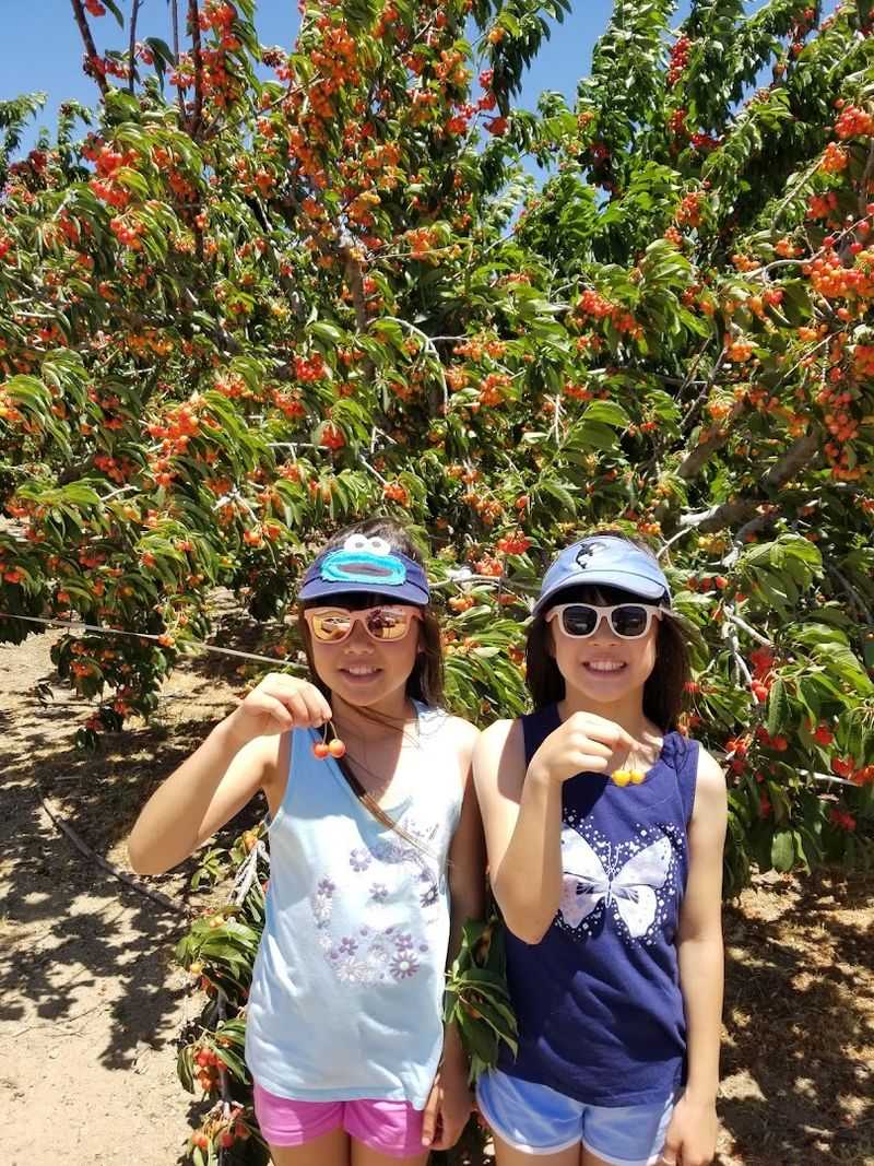 How To Pick Cherries The Right Way