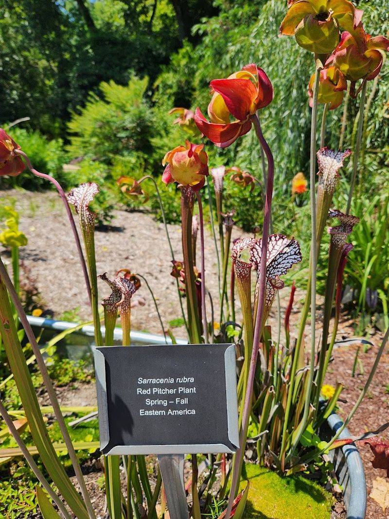 Native Plants That Tell A Story