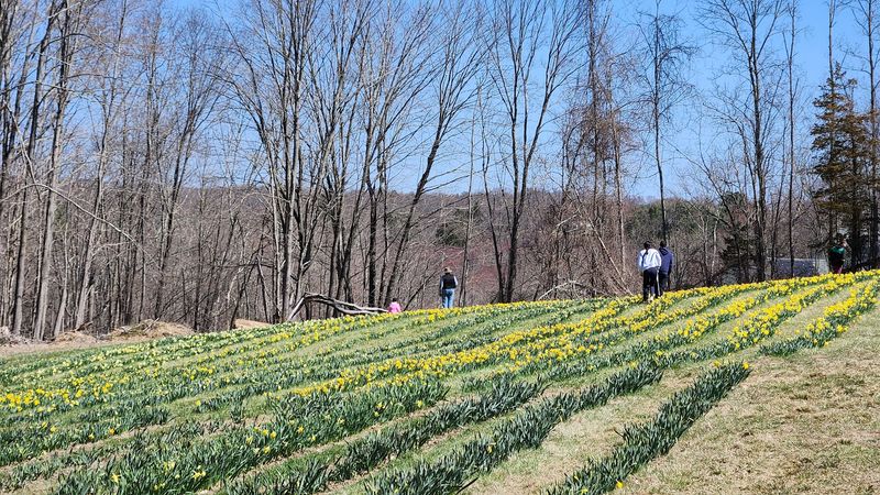 What To Know Before You Visit In Bloom Season