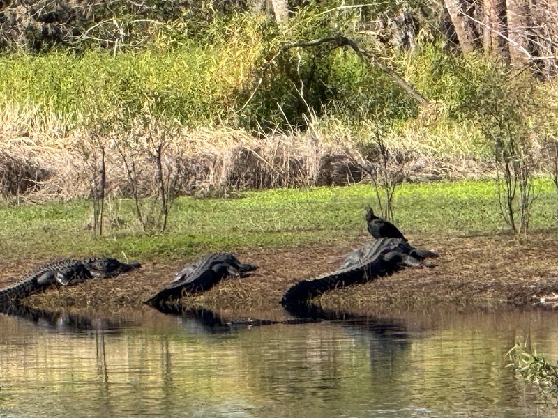 The Wildlife That Shows Up When You Stop Moving