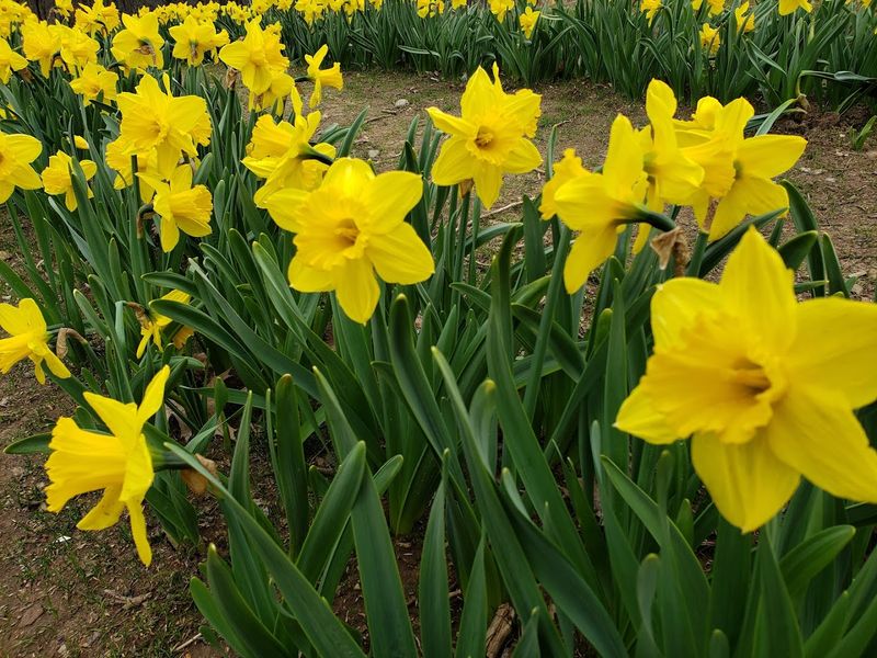 What It Is Like To Wander Through Dancing Daffodils
