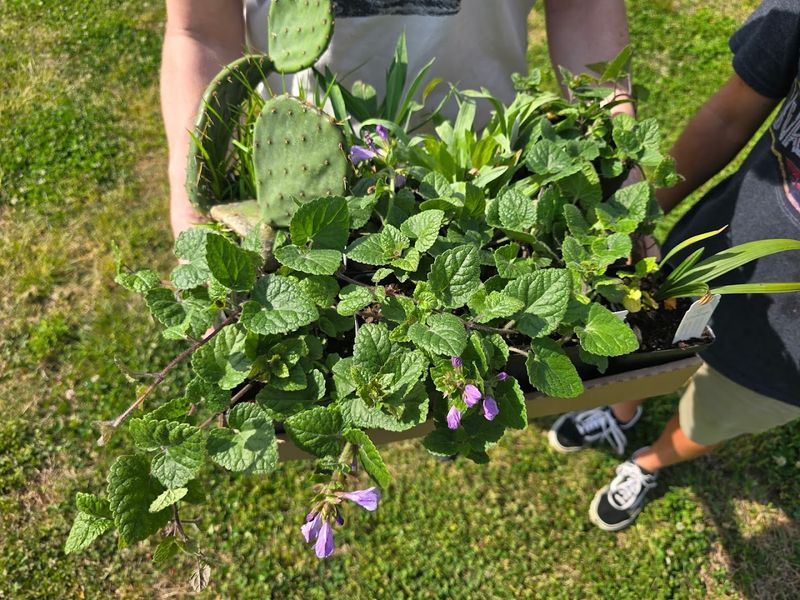 Pollinator And Bird-Friendly Landscaping