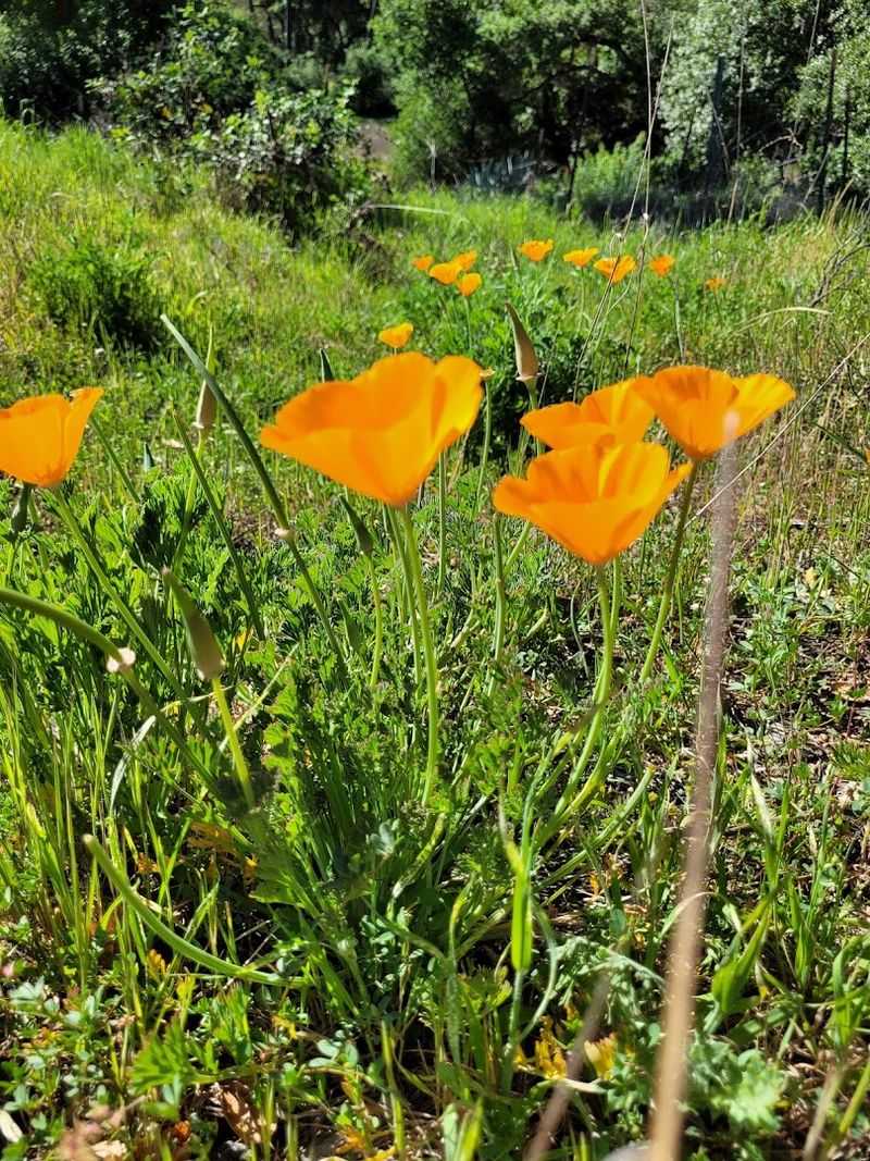 Spring Wildflowers Transform The Meadows Into Something Truly Colorful