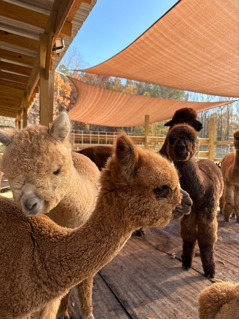 Alpacachino Ranch, Cedar Grove