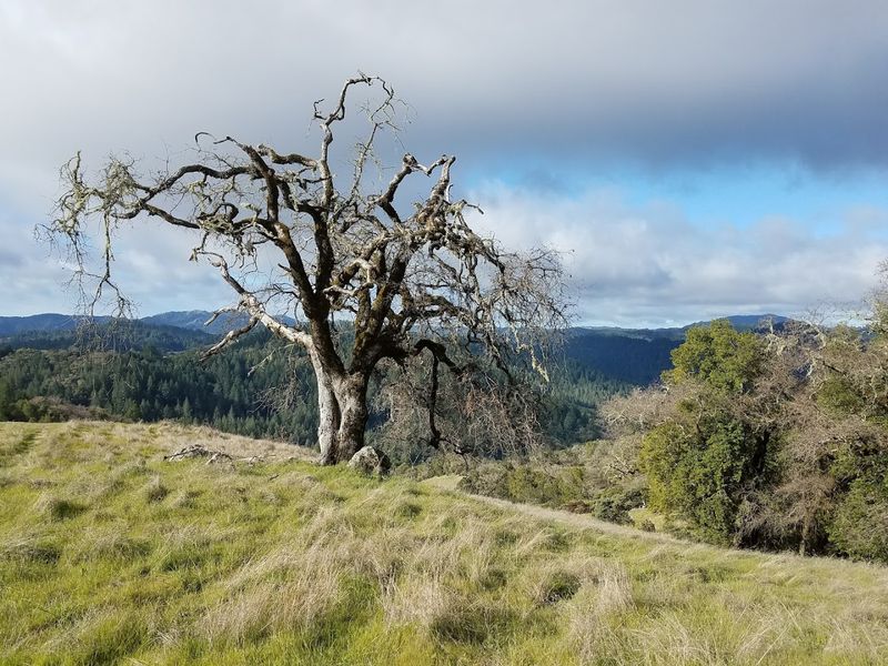 The Park Sits Adjacent To Armstrong Redwoods And Makes A Natural Pairing