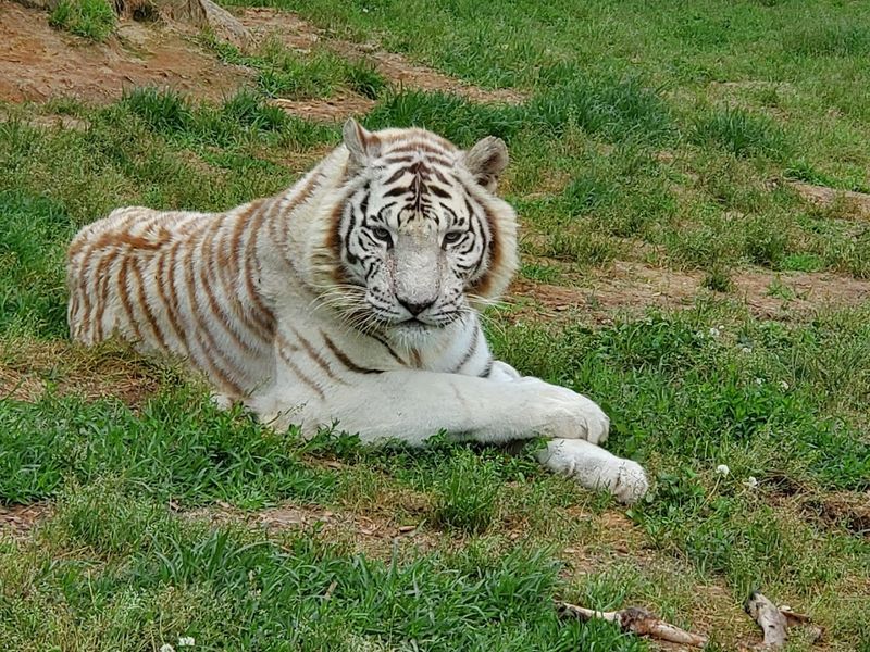 Chestatee Wildlife Preserve and Zoo