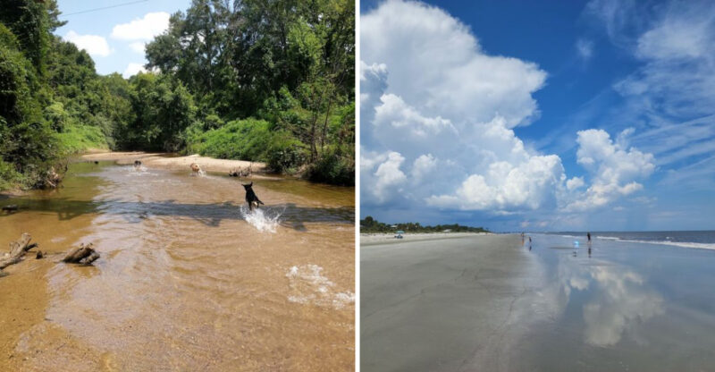 11 Dog-Friendly Beaches In Georgia Your Pup Will Love
