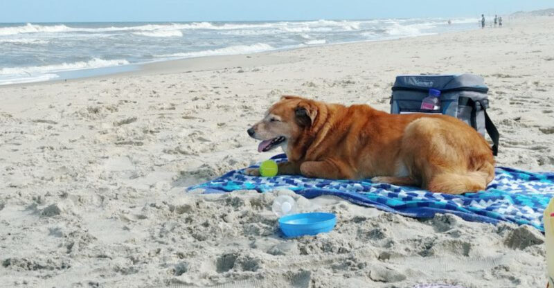 11 North Carolina Picnic Places With Ocean Views And Plenty Of Quiet