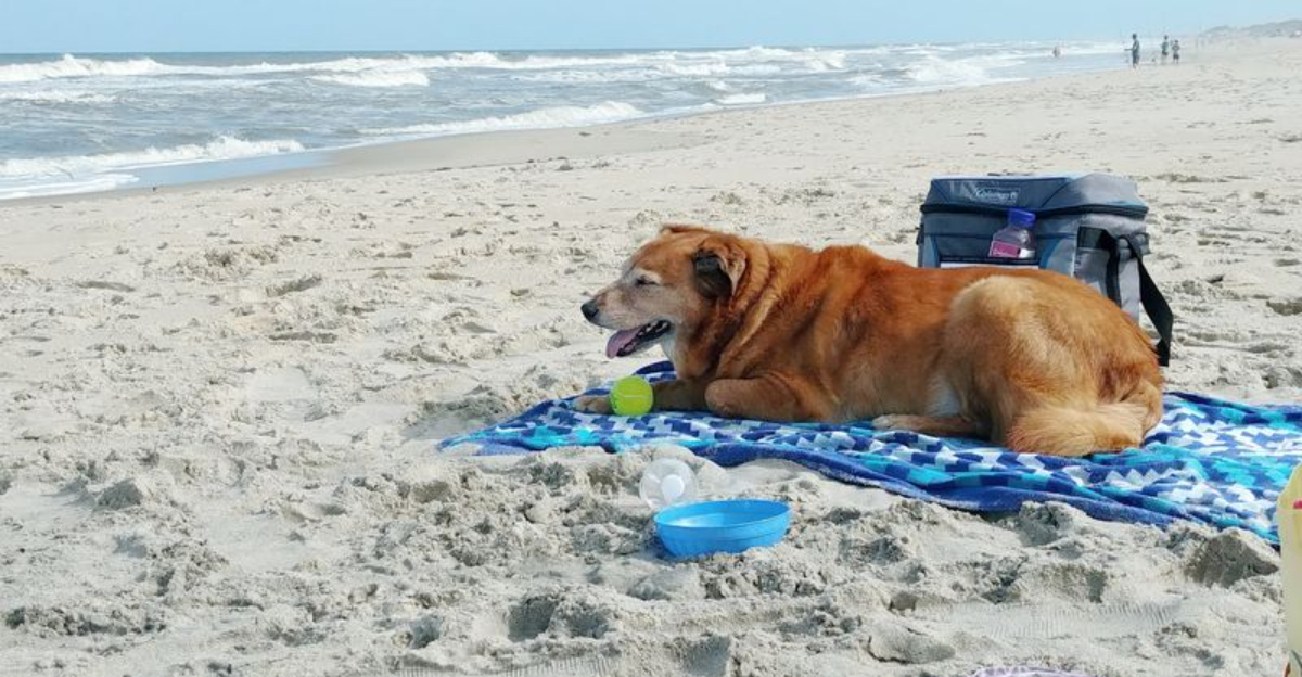 11 North Carolina Picnic Places With Ocean Views And Plenty Of Quiet - Decor Hint