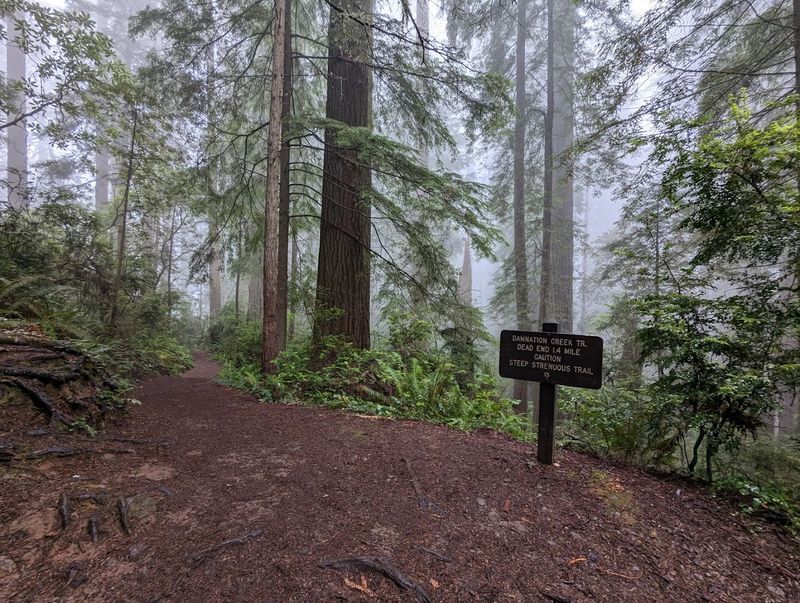 Damnation Creek Trail, Del Norte Coast Redwoods State Park