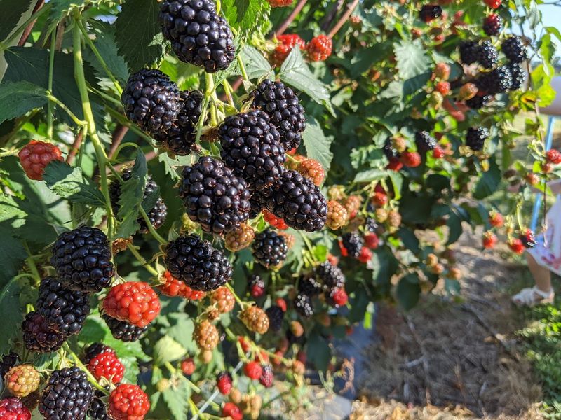 Berry Good Farms