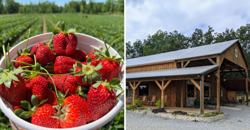 15 Georgia Farms Where You Can Pick Your Own Flowers, Fruit, Or Herbs Straight From The Field