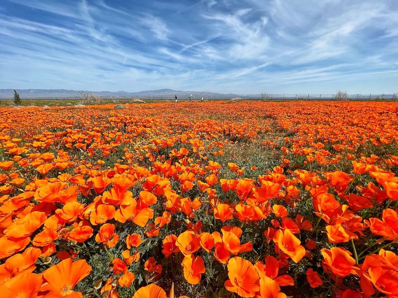 Antelope Valley California Poppy Reserve, Lancaster