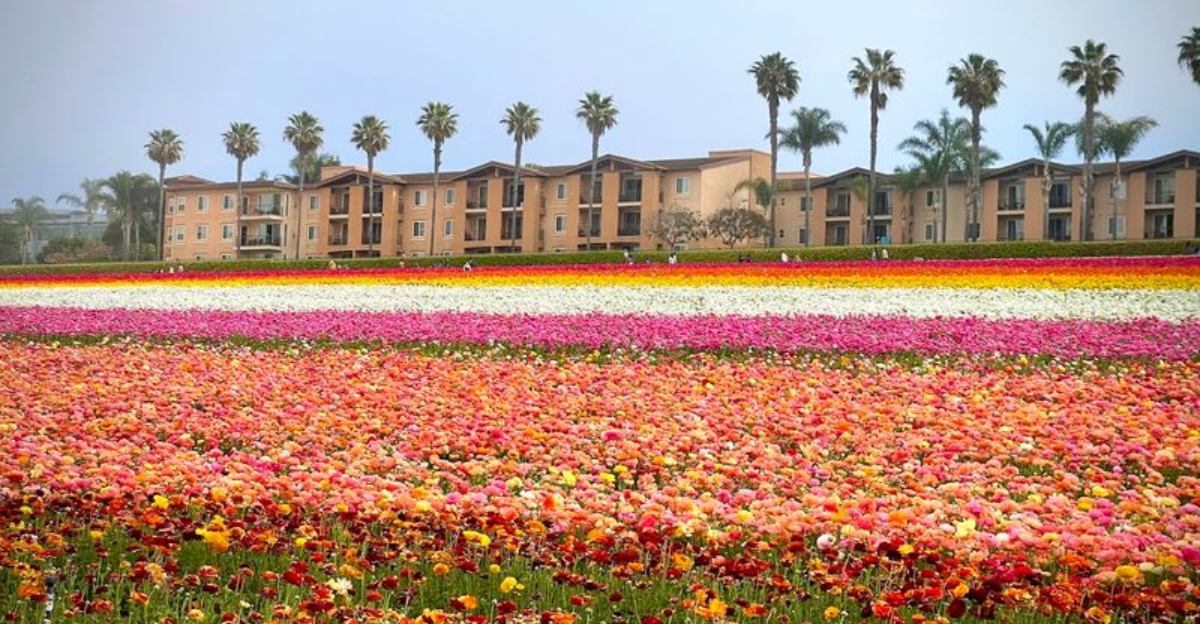 17 California Roadside Gardens Flower Farms And Bloom Spots Worth The Drive - Decor Hint